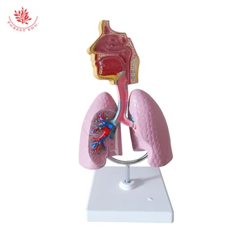 FRT167 Astmo Model Poučevanja Farmacevtskih Model PVC Materiala Človeških Dihal Pljučni Ashma Anatomija Model