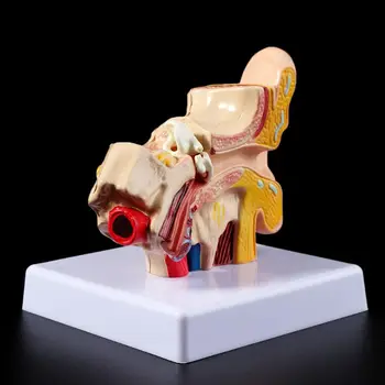M17F 1,5-Krat Življenje Velikost Človeško Uho Anatomija Model OrganMedical Poučevanje, Potrebščine za Strokovno
